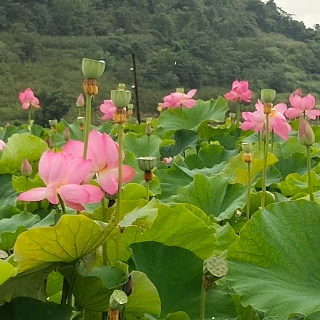 兴仁娟儿