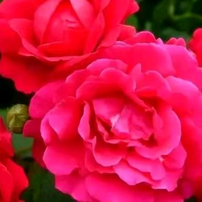 樱花树下的约定