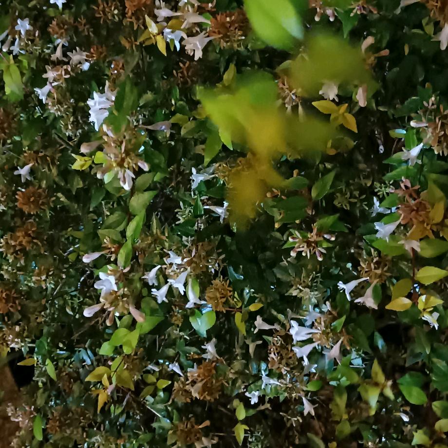💞࿐🦋ꦿ໊花开᭄🕊花落᭄ꦿᩚ٭