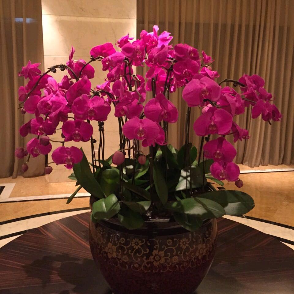 杨学成