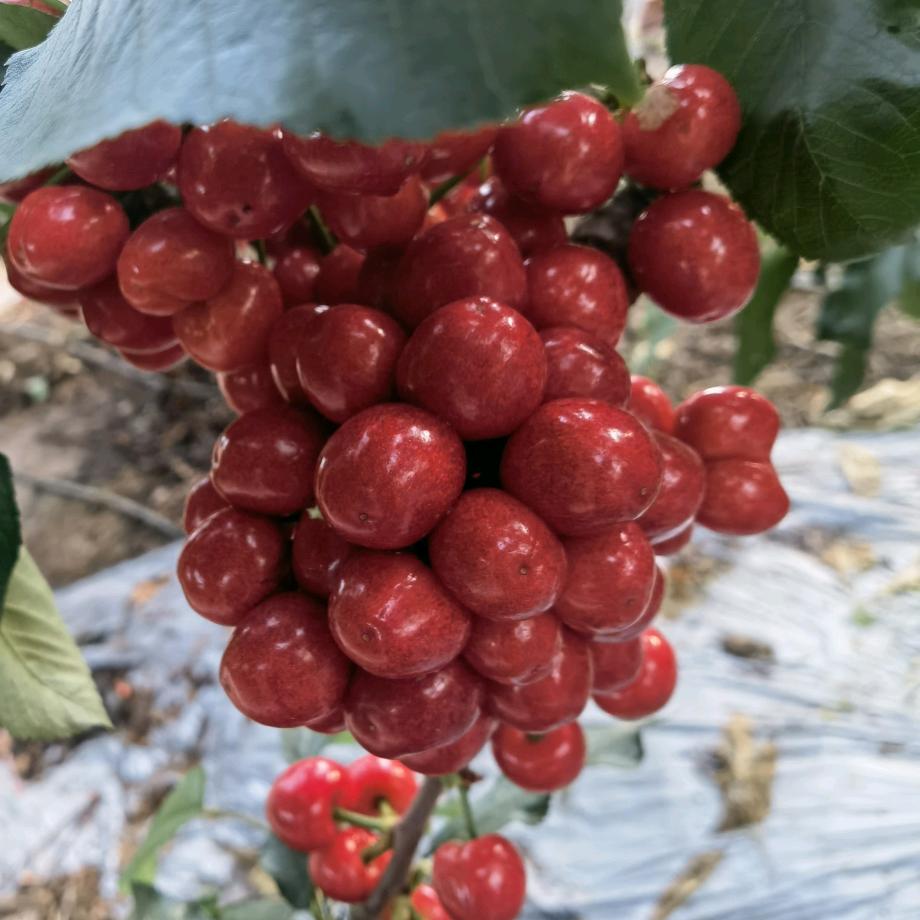 坤得农业（华夏庄园）