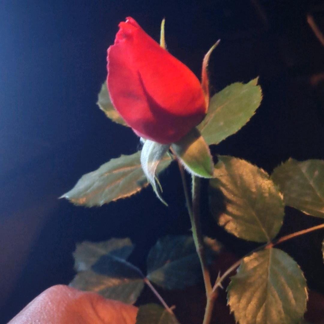 💖清晨的阳光