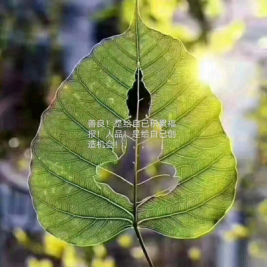 菩提树下