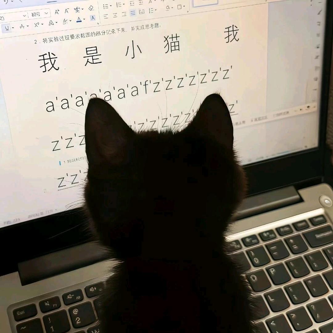 赫本的猫