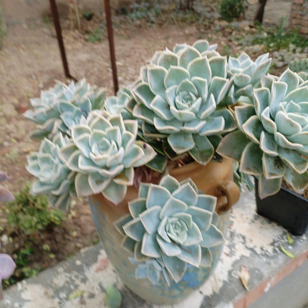 可爱小旭😎😎