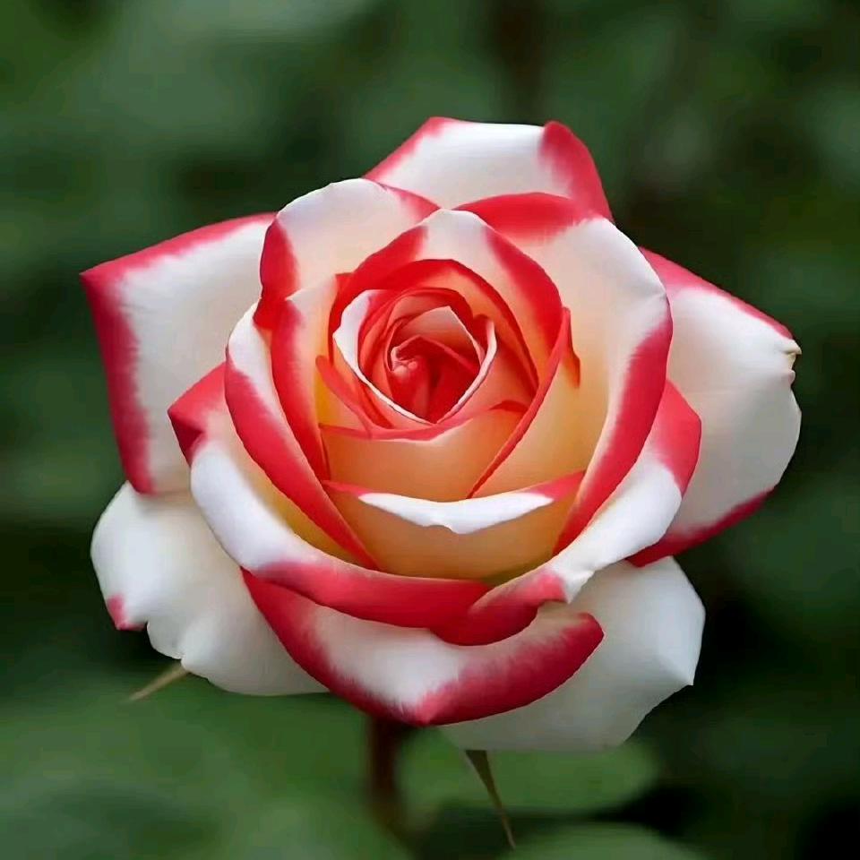 风花雪月👑🌺🌹🌸🌷
