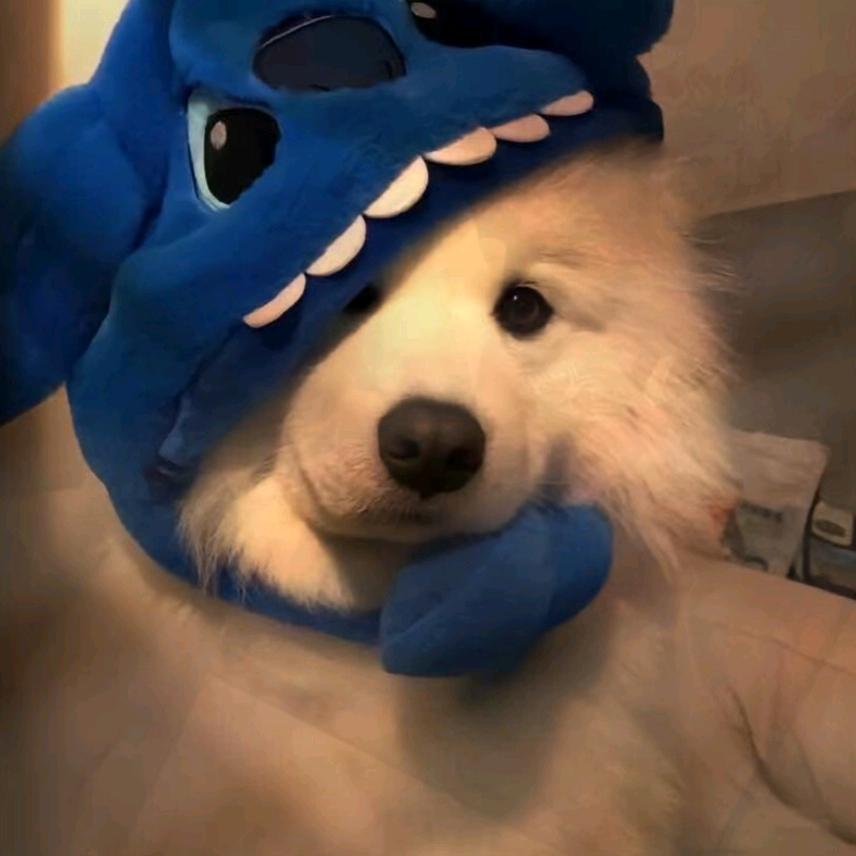 这个名字真的有十个字