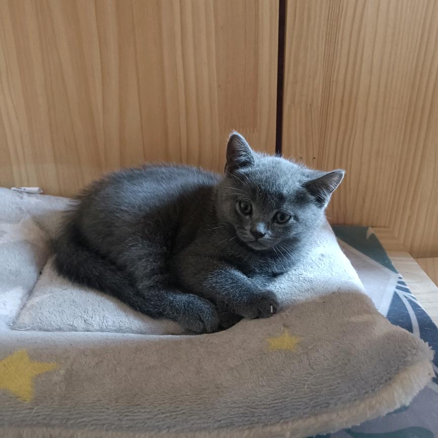 猫大爷