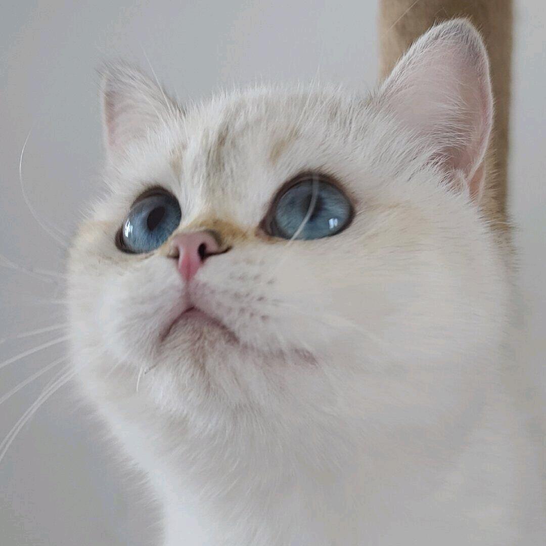 芹泽多摩小熊