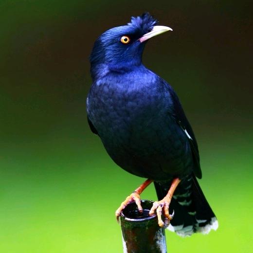 精养八哥宠物园（1）