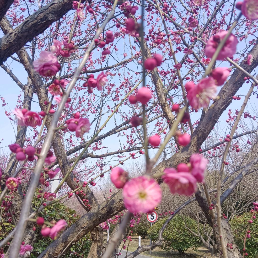 侍红
