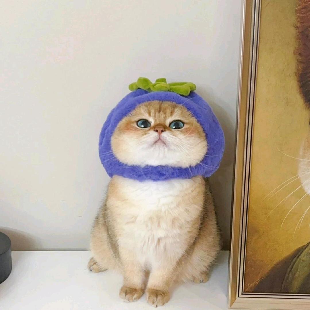 莞格