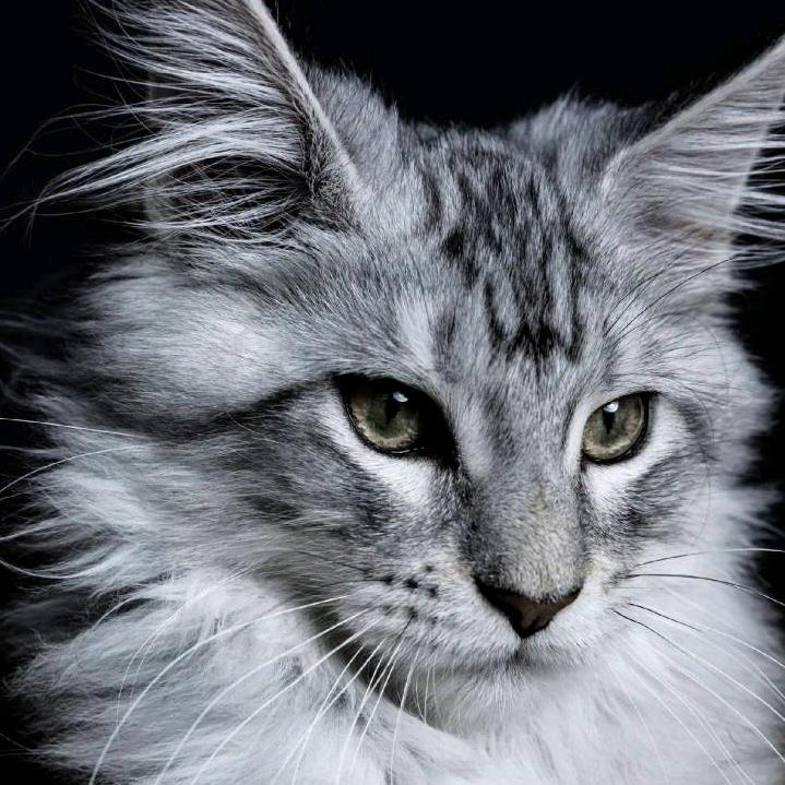 阿橙缅因猫舍