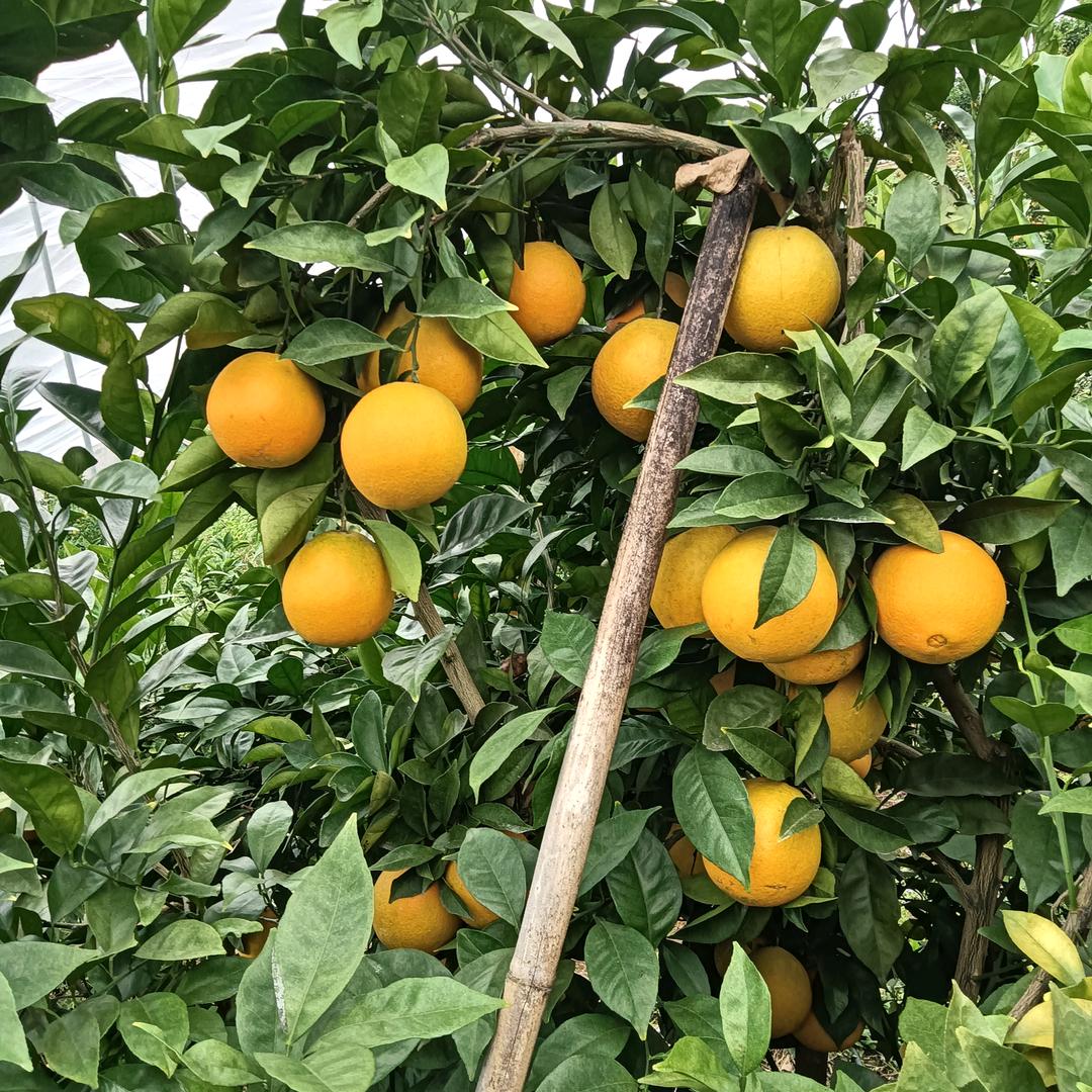 钟小英