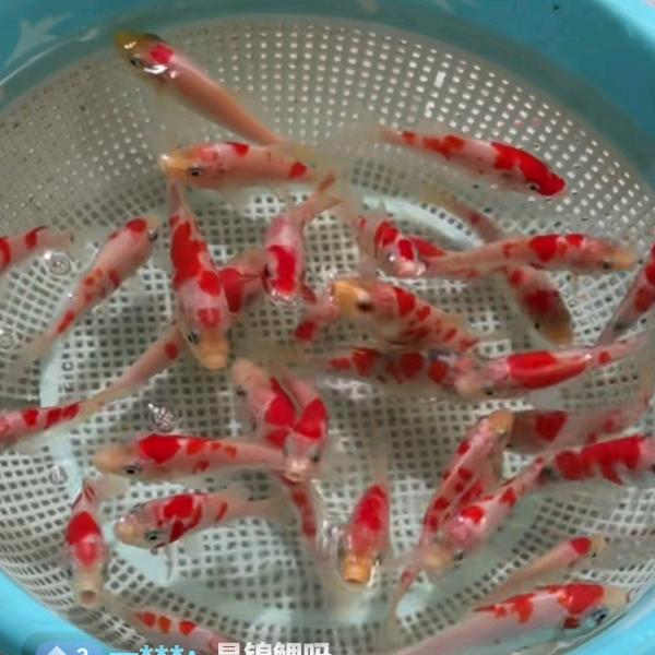 猎豹救援