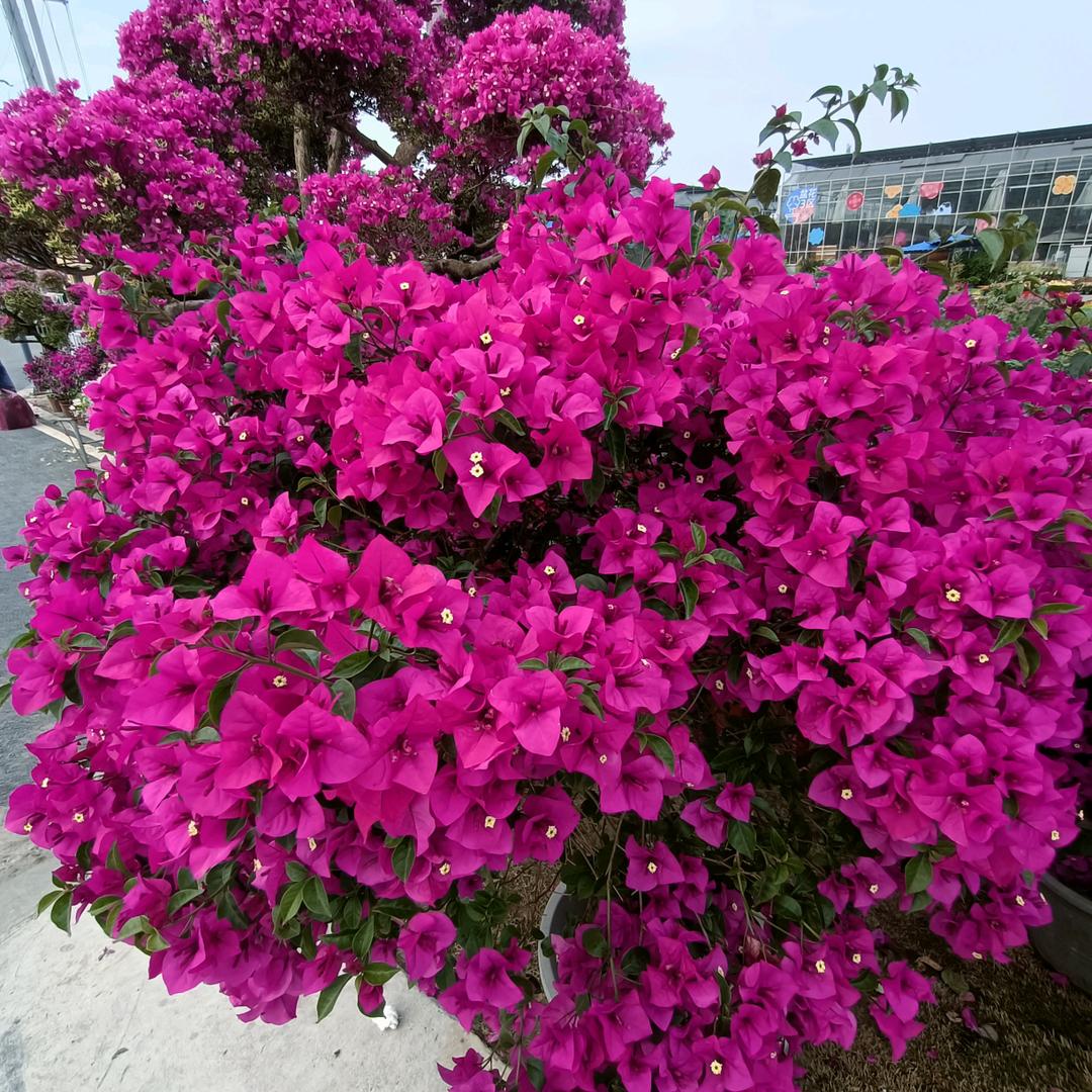 开心果