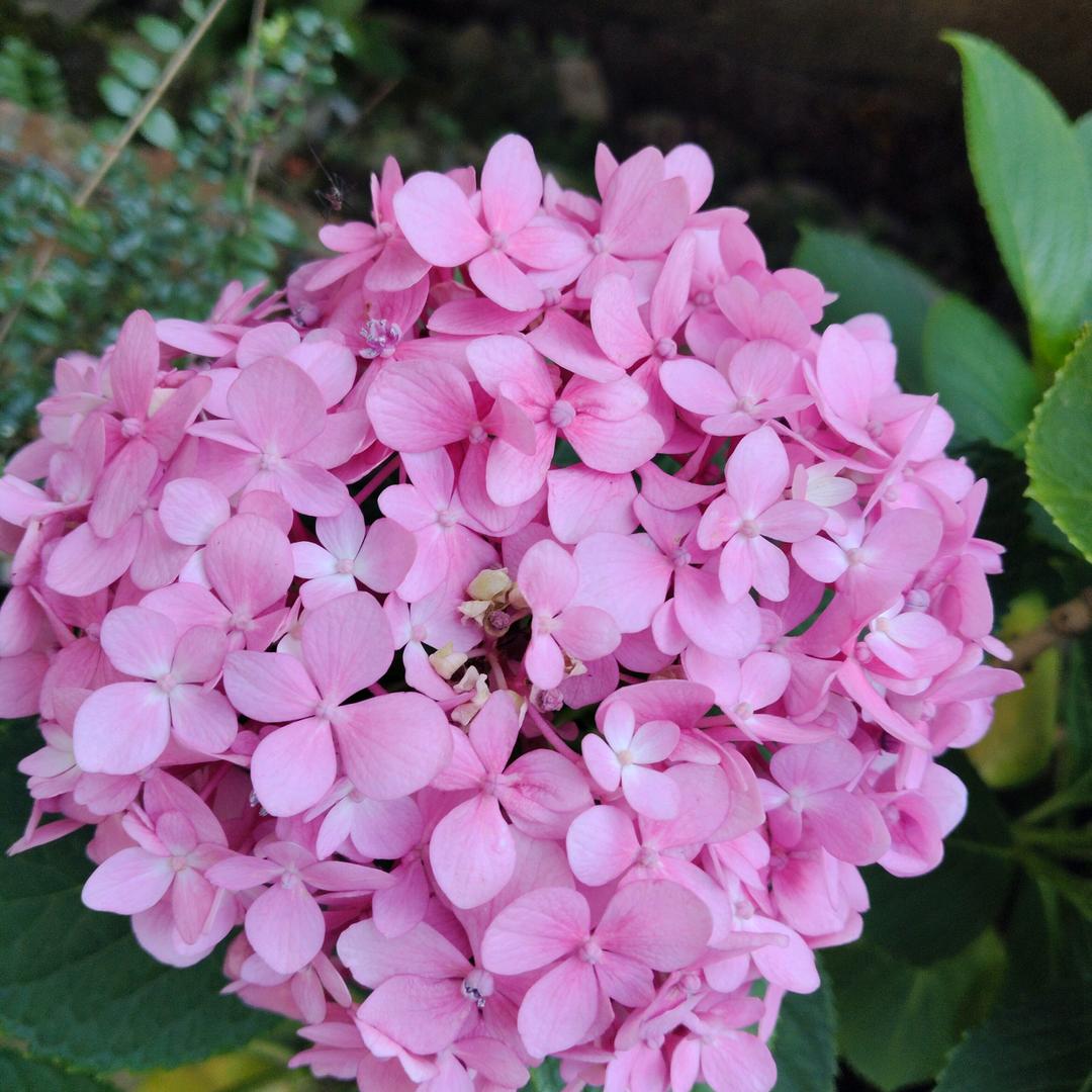 老实人（拒绝连赞）