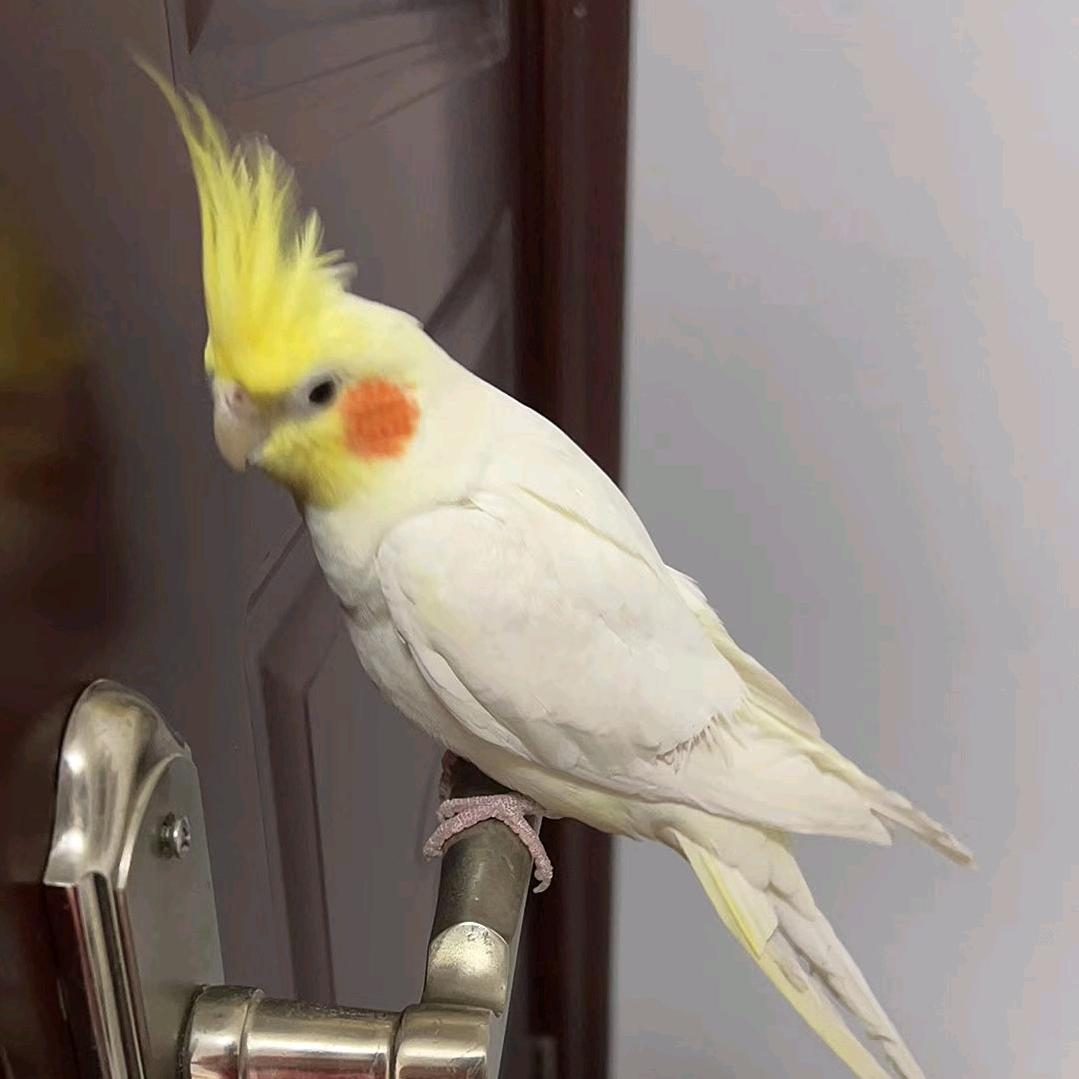 韶泽宠物