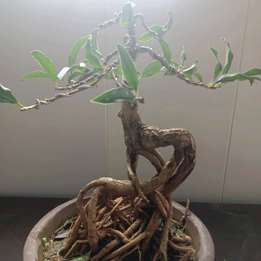 兴顺桂花迎春园