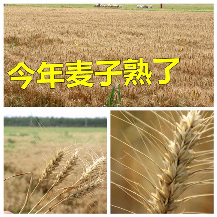黄河人家农品店