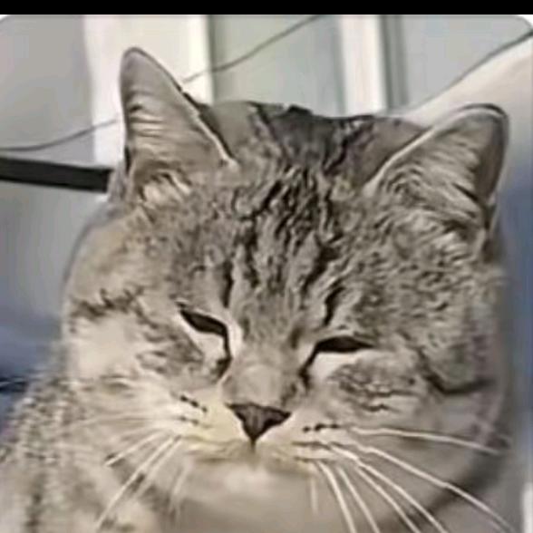 喜欢猫儿刺的上官雄头像