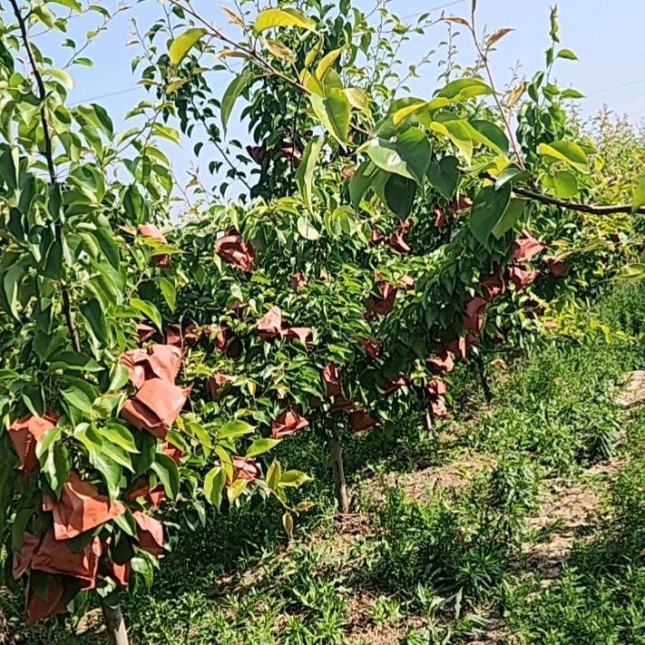 菏泽山农酥梨
