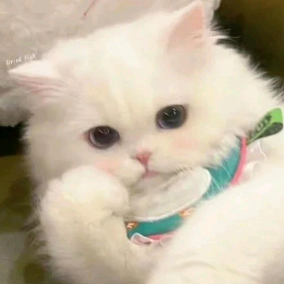 蒸了个于
