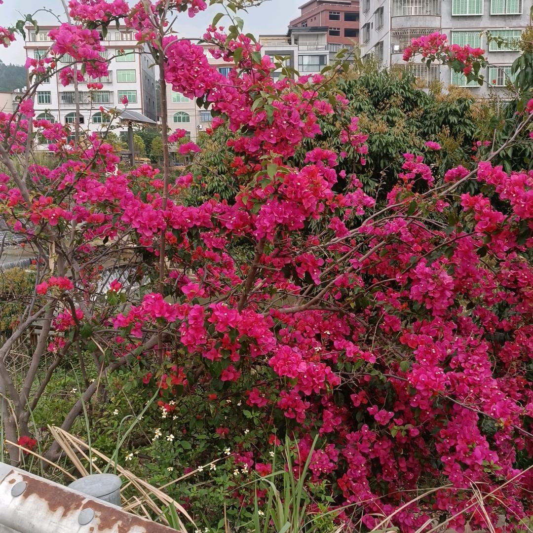 @…红署粉加工厂