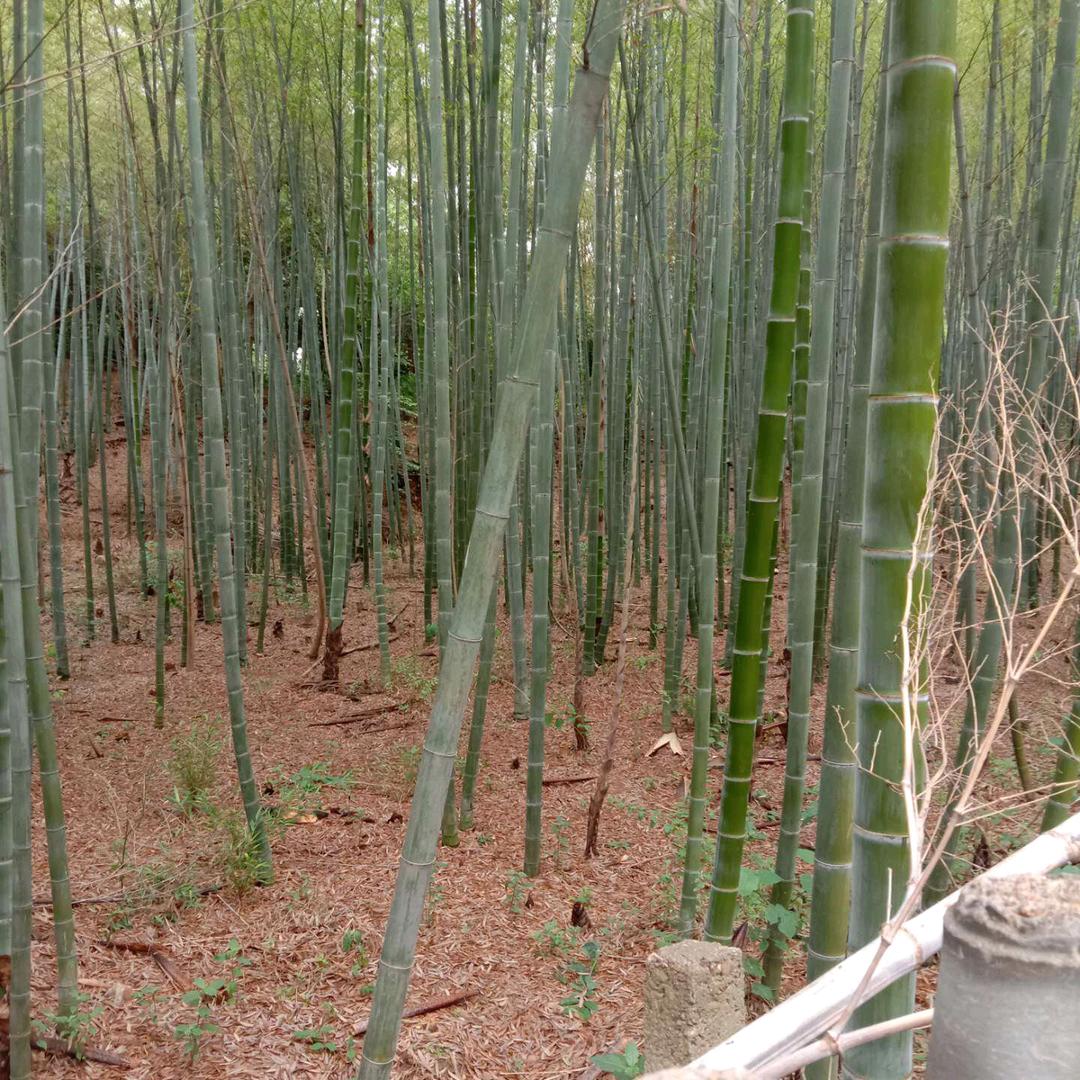 王英豪钢筋单项承包