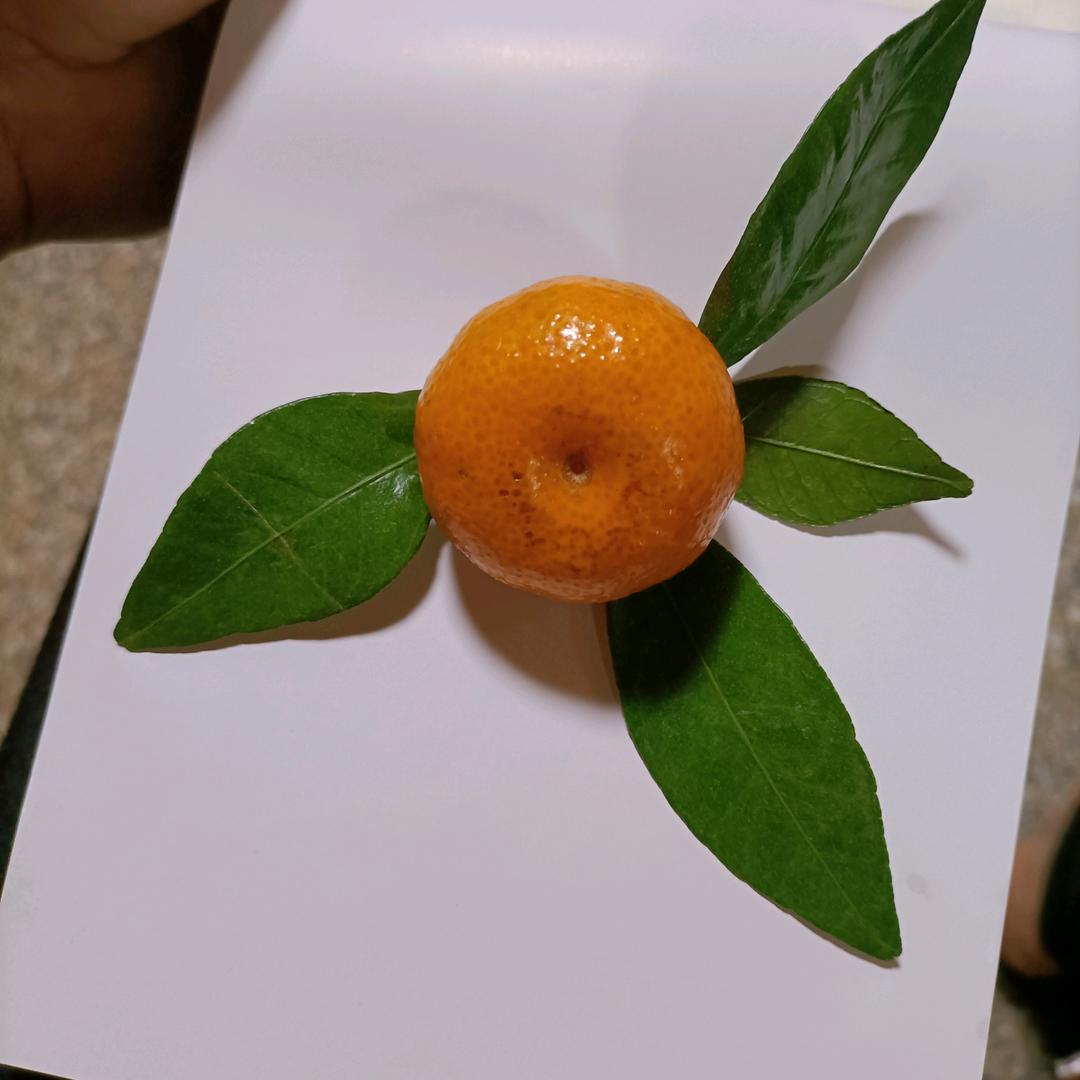 小笨六
