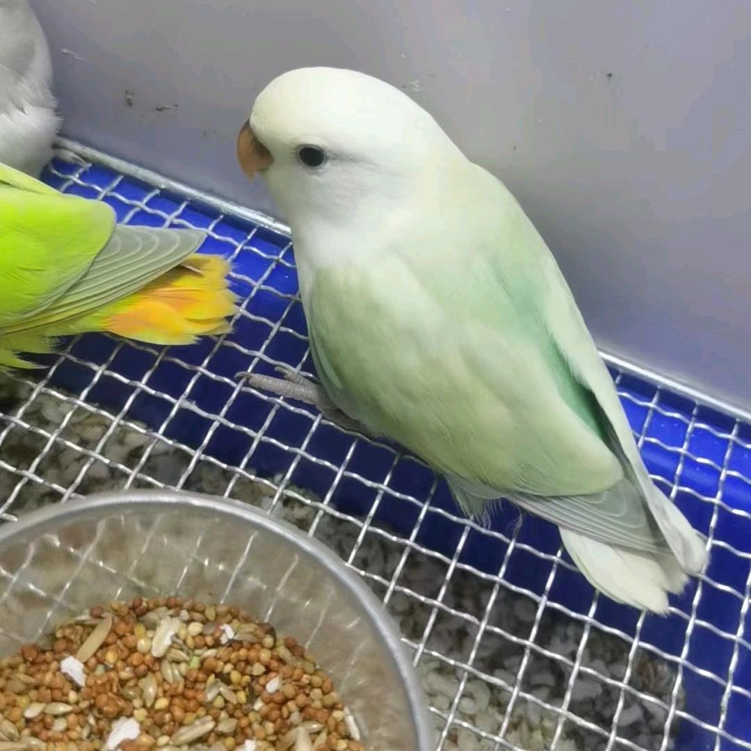 鹦鹉趣味