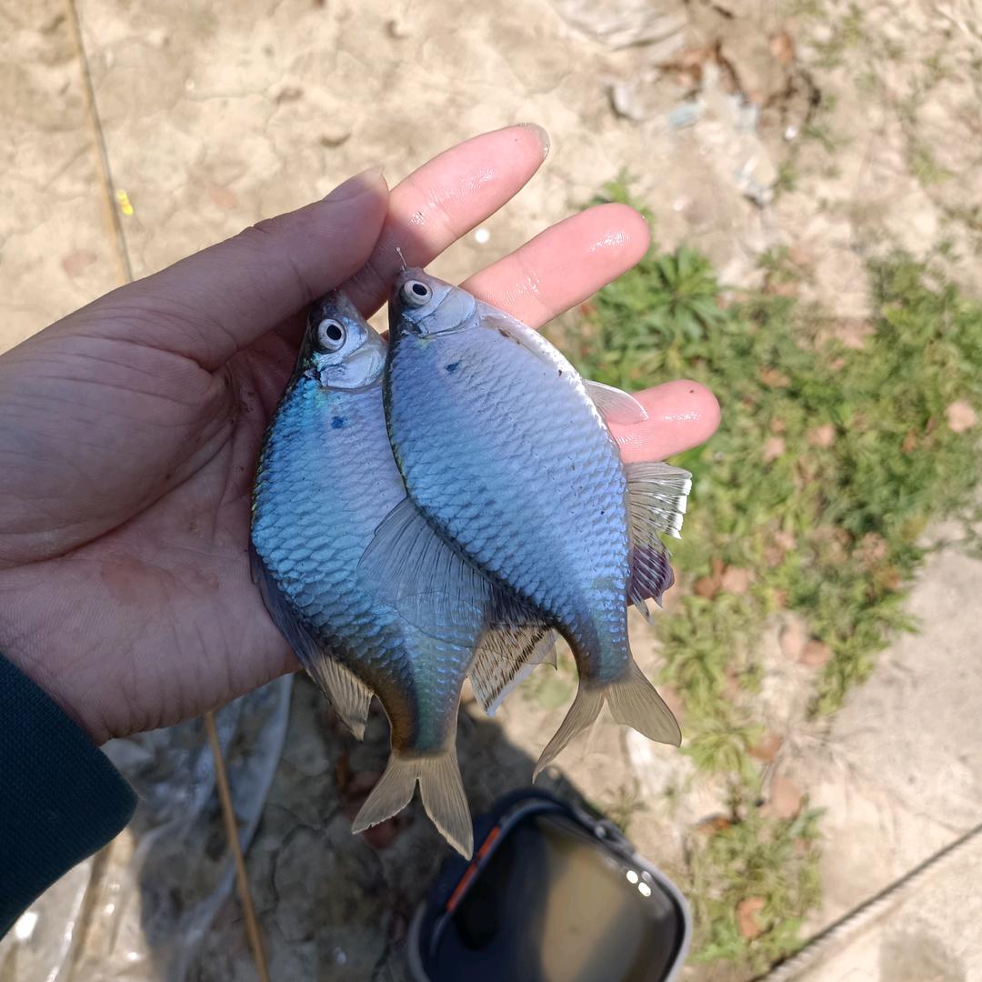 鳑鲏阎王