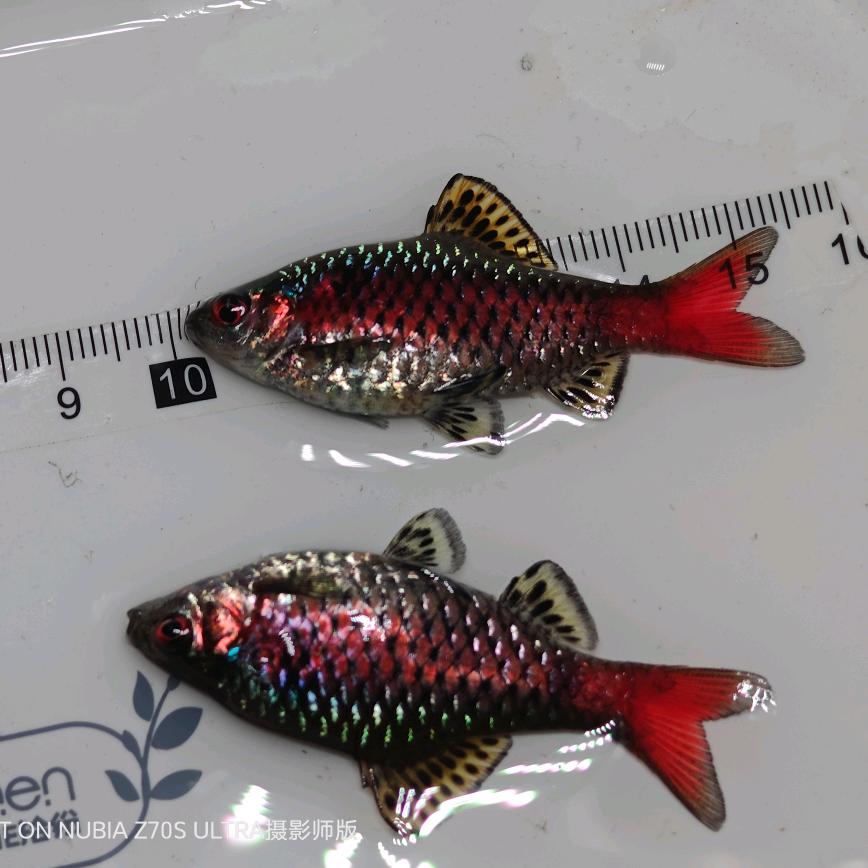 溪域原生水族店