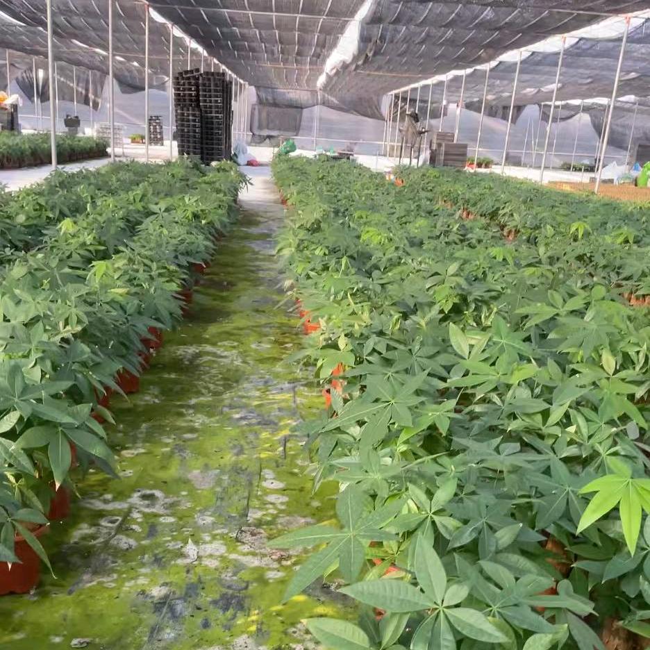 绿植园林