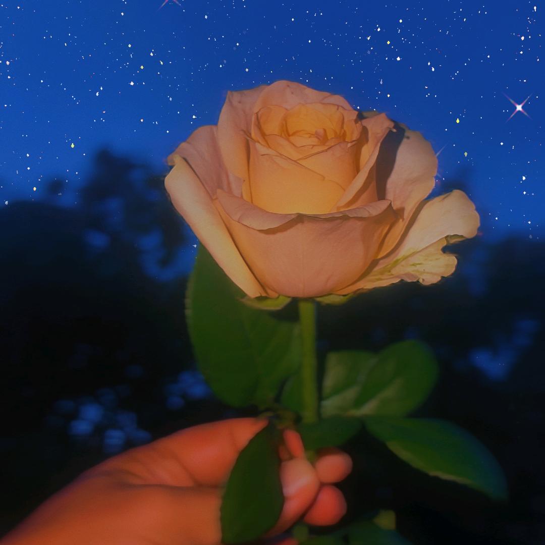 ♡̶不̶碰̶感̶情̶💫