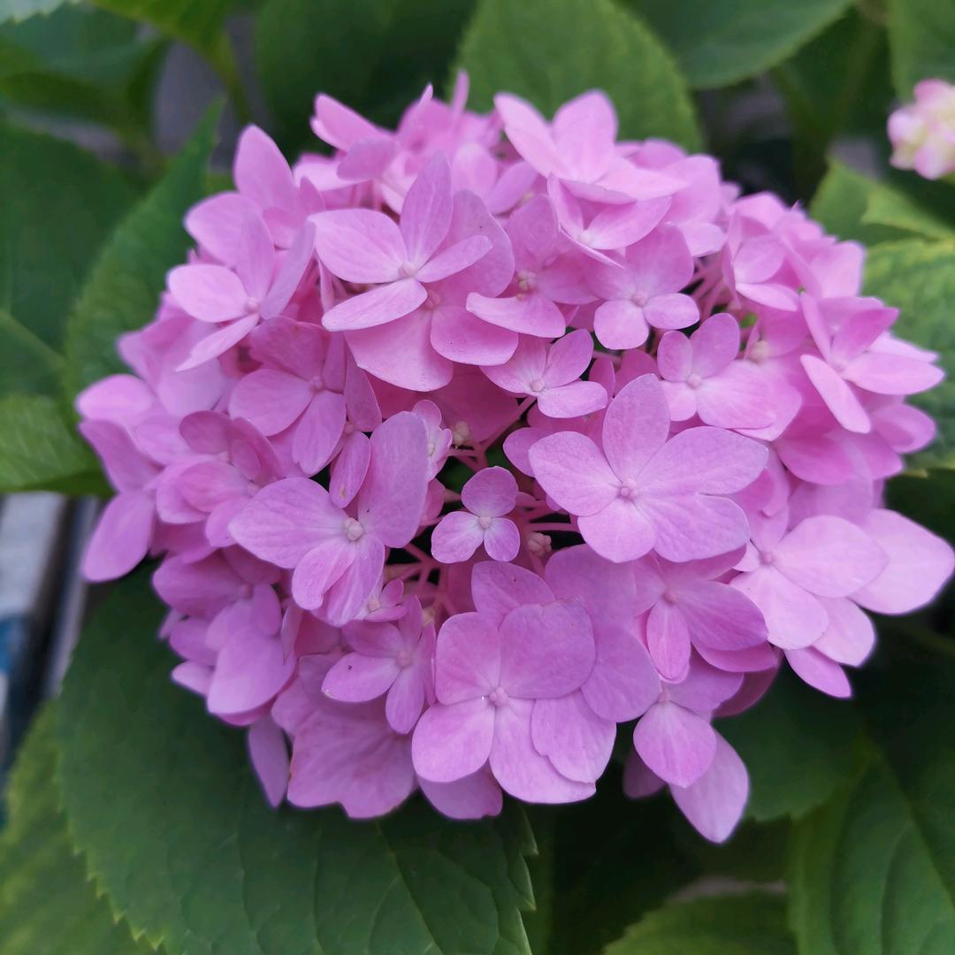 百事顺意🌺🌺