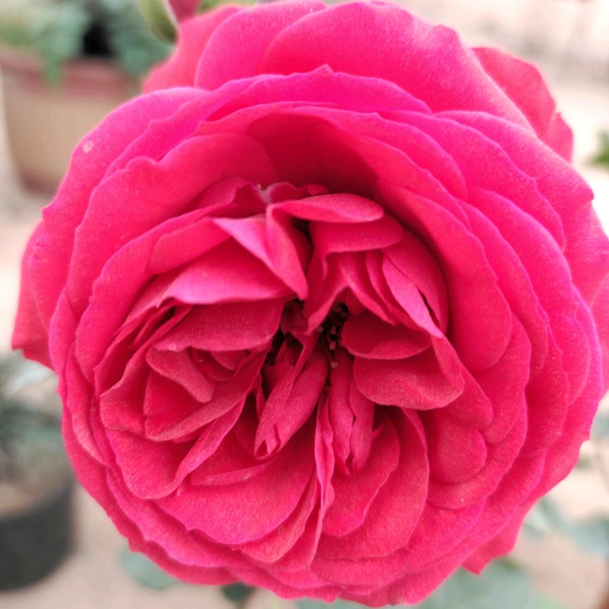 咖啡☕巧克力🍫