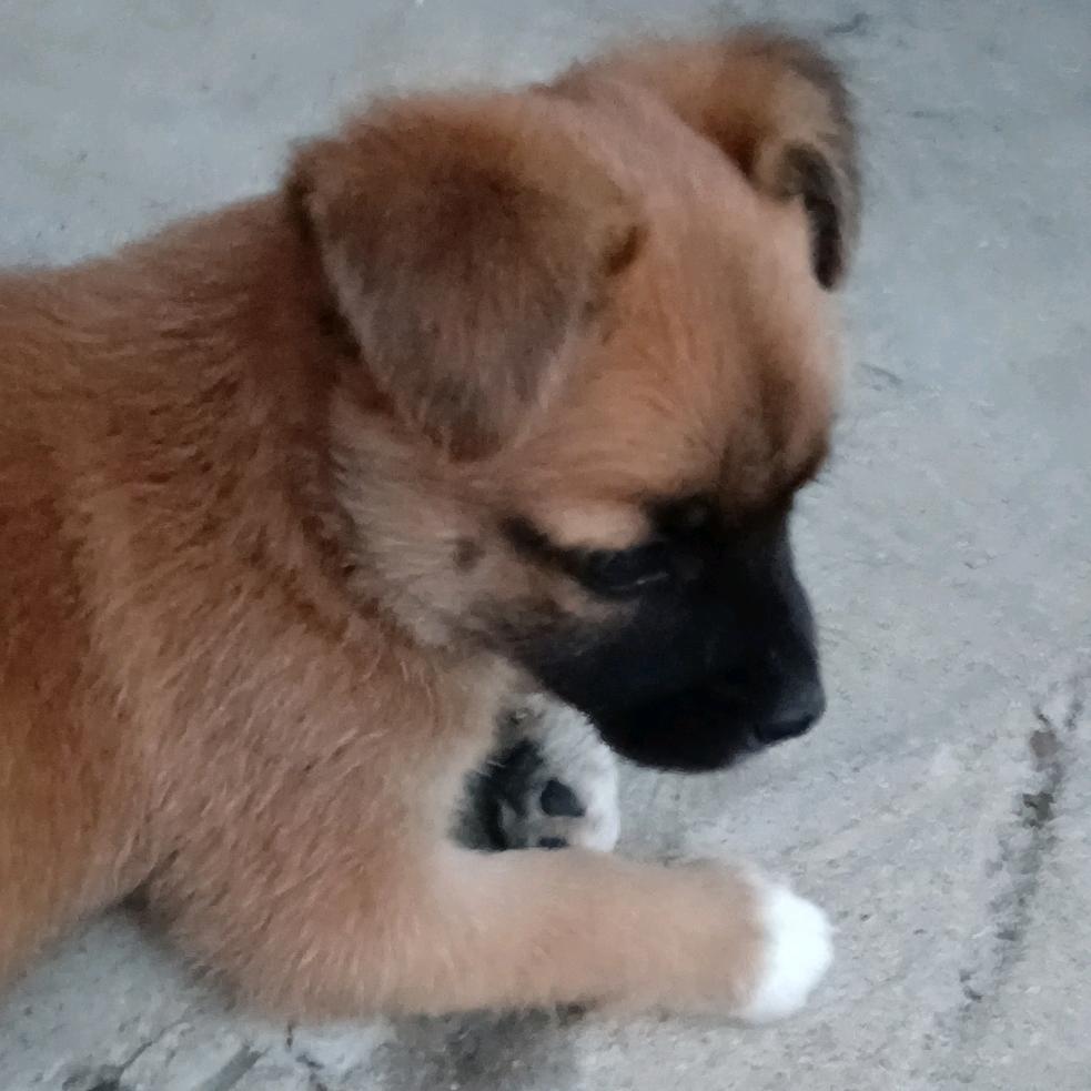 麻球🐕🐕