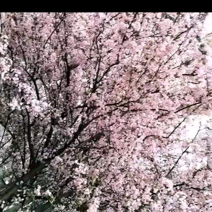 花开花落