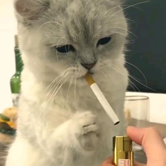 鱼乐圈