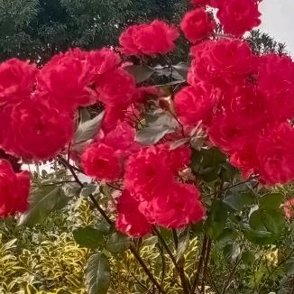 🌷为你等待🌺