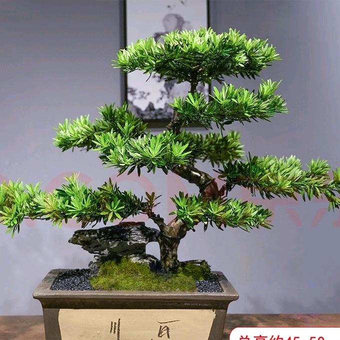 金桦