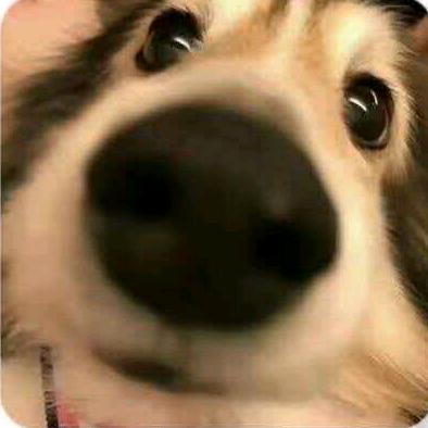 鹧苑.