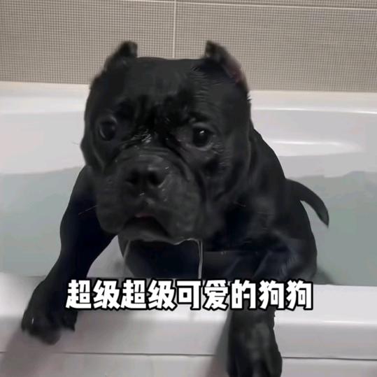 凤凤逆风