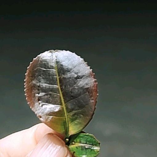 润韵猫耳朵茶
