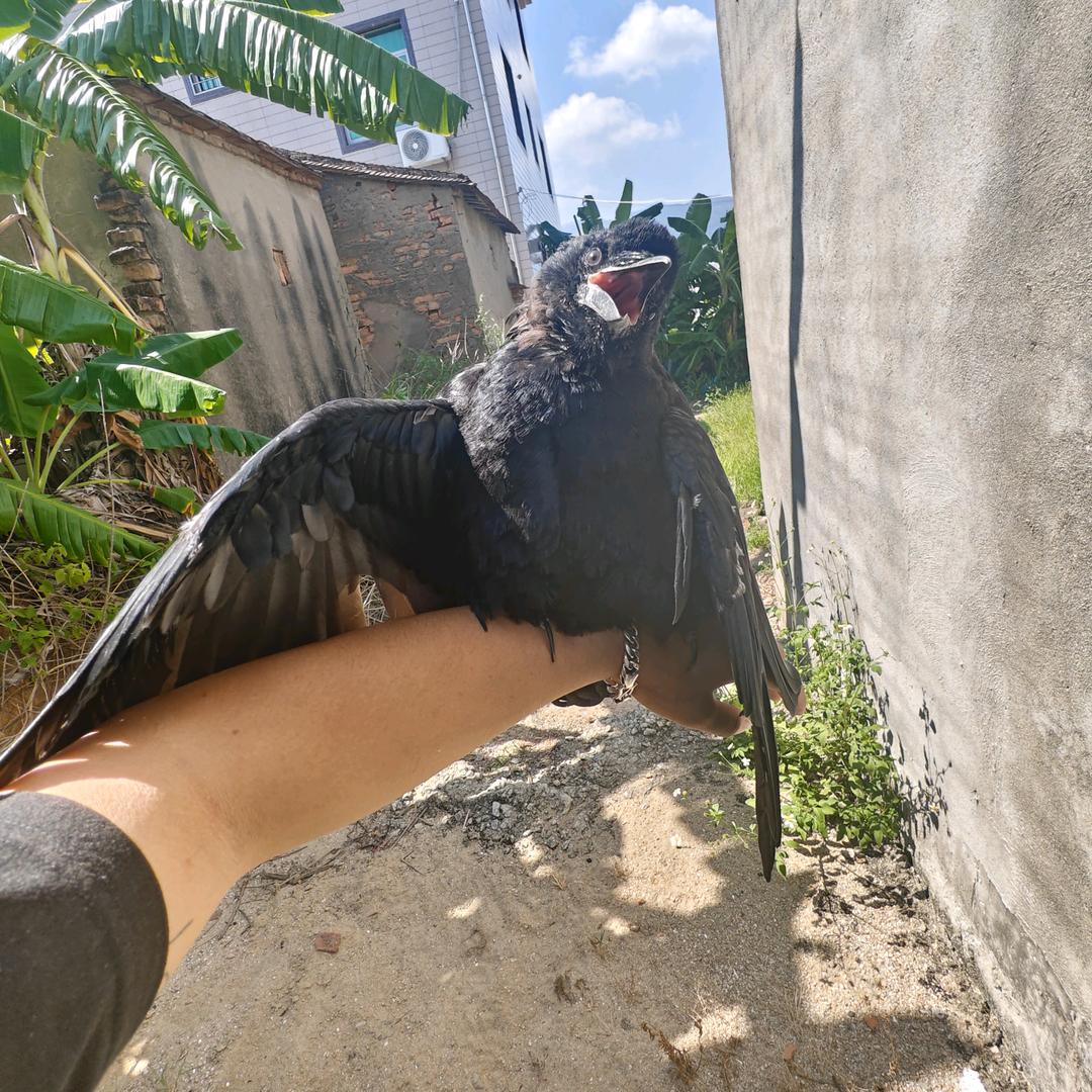 牧鸦·户外救助