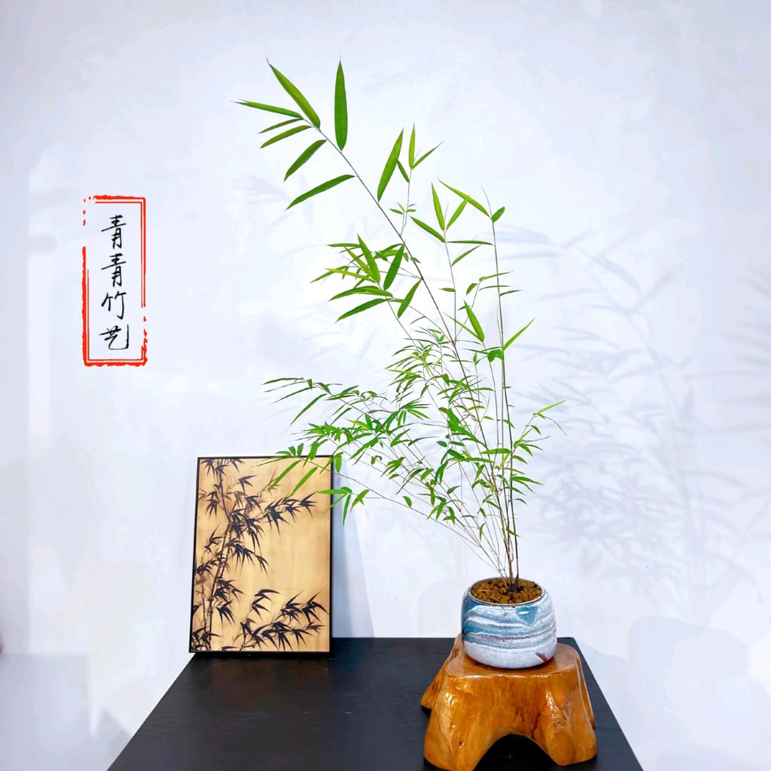 青青竹艺盆景