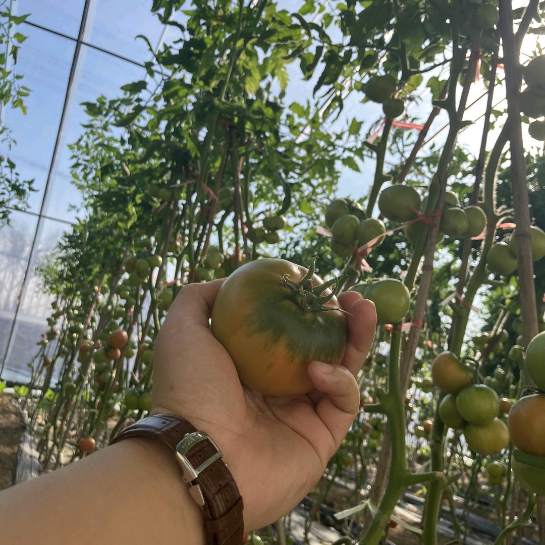 口感草莓西红柿🍅赵