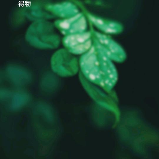 幸运星