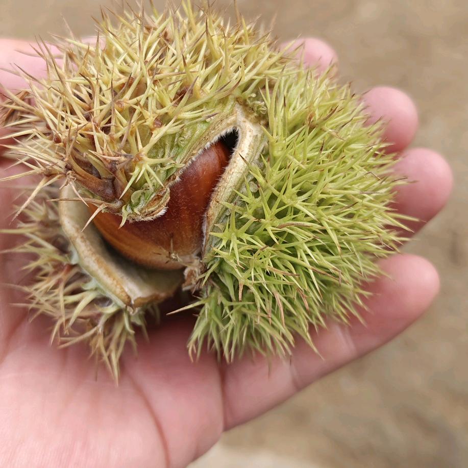 枝繁叶茂